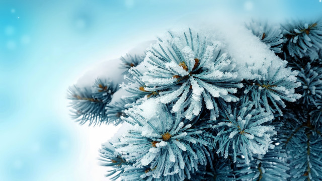 Pine snow branches blue background free wallpaper for desktop - medium preview image