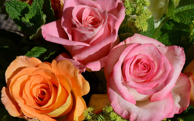 Pink orange roses vase green free wallpaper for desktop - medium preview image