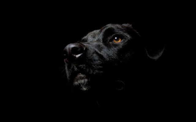 Black dog yellow eye dark #2 free wallpaper for desktop - medium preview image
