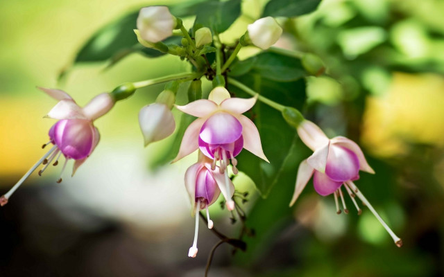 Flower bug bokeh macro leaf free wallpaper for desktop - medium preview image