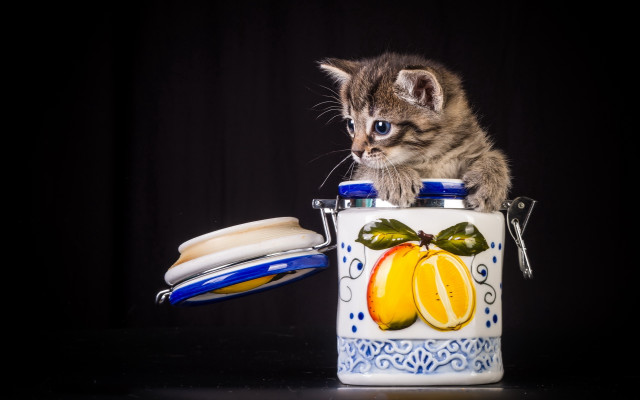 Kitten canister food sandwich blue free wallpaper for desktop - medium preview image