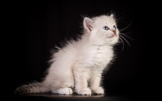 White kitten blue eyes table free wallpaper for desktop - medium preview image