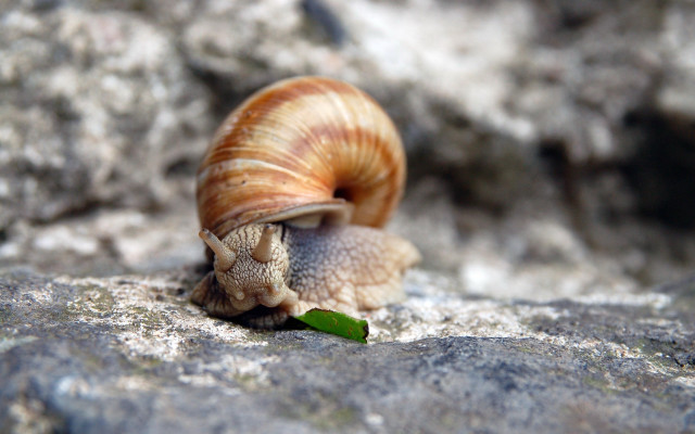 Snail rock leaf macro beach free wallpaper for desktop - medium preview image