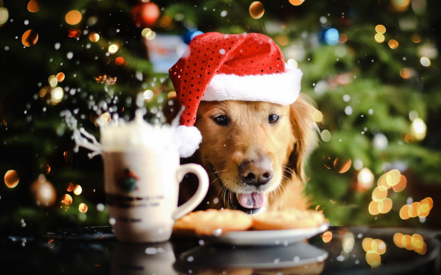 Dog santa hat coffee christmas free wallpaper for desktop - medium preview image