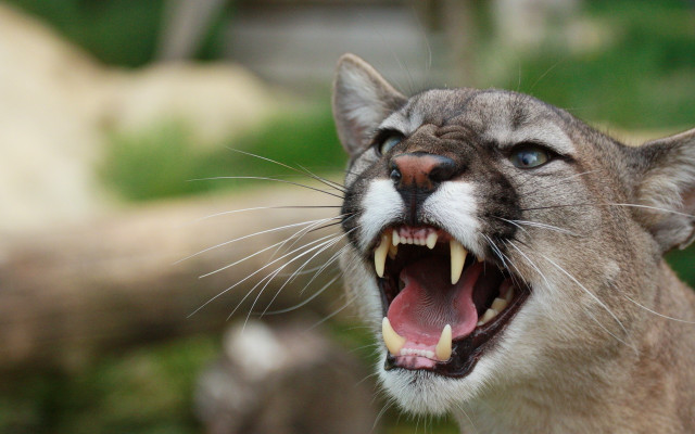 Cat open mouth sharp claws #2 free wallpaper for desktop - medium preview image