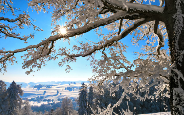Snowy landscape trees bright sun #2 free wallpaper for desktop - medium preview image