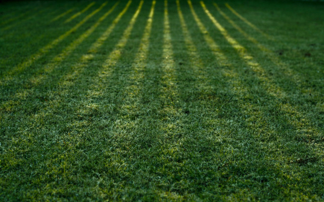 Green lawn tiltshift tree house free wallpaper for desktop - medium preview image