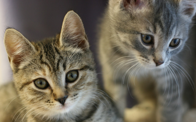 Kittens mirror shallow depth animal free wallpaper for desktop - medium preview image