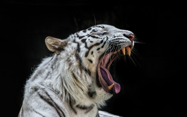 White tiger open mouth teeth free wallpaper for desktop - medium preview image