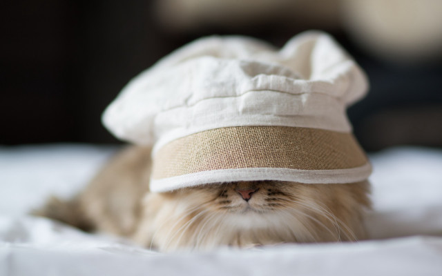 Cat hat bed surreal award free wallpaper for desktop - medium preview image