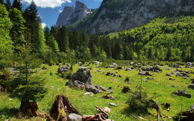 Grassy field trees rocks mountain free wallpaper for desktop - medium preview image