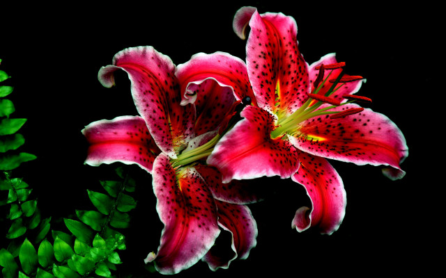 Red berry flower leaf food #2 free wallpaper for desktop - medium preview image