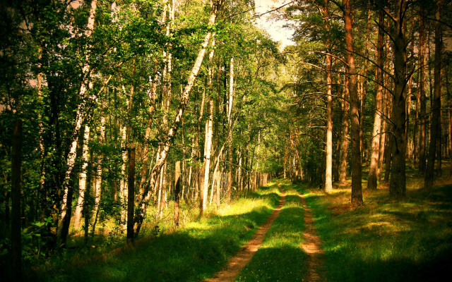 Dirt road forest trail nature free wallpaper for desktop - medium preview image