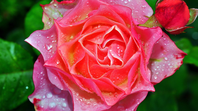 Pink rose water droplets macro #27 free wallpaper for desktop - medium preview image