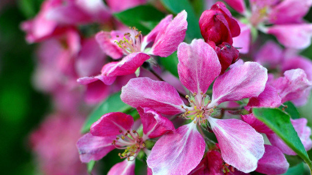 Pink flower closeup bokeh leaves #3 free wallpaper for desktop - medium preview image
