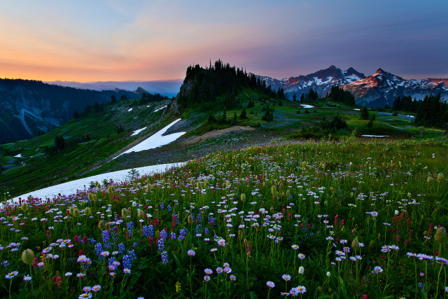 Mountain wildflowers sunset lake forest free wallpaper for desktop - medium preview image