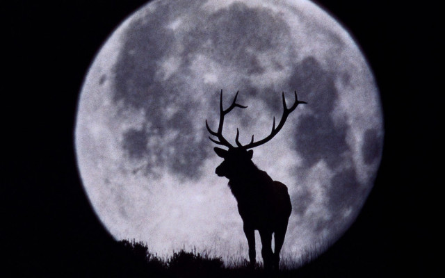 Deer moon ants illustration award free wallpaper for desktop - medium preview image