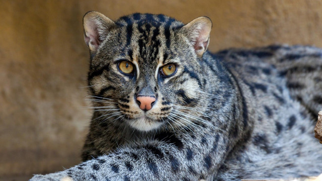 Sad cat laying rock outside free wallpaper for desktop - medium preview image
