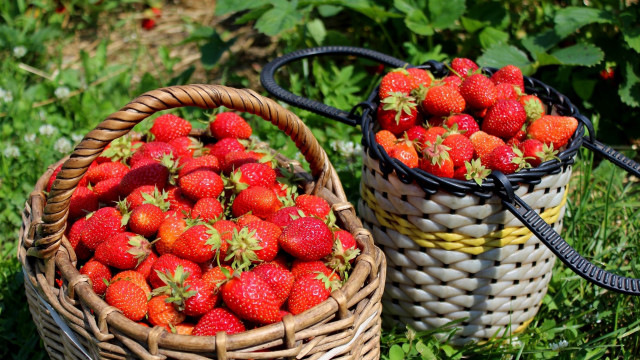 Strawberry basket garden nature blurry free wallpaper for desktop - medium preview image