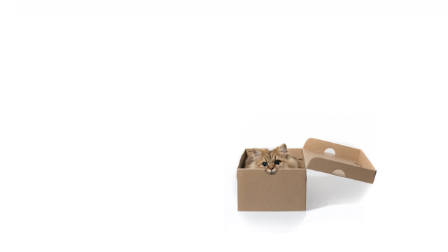 Cat box intricate detail postminimalism free wallpaper for desktop - medium preview image