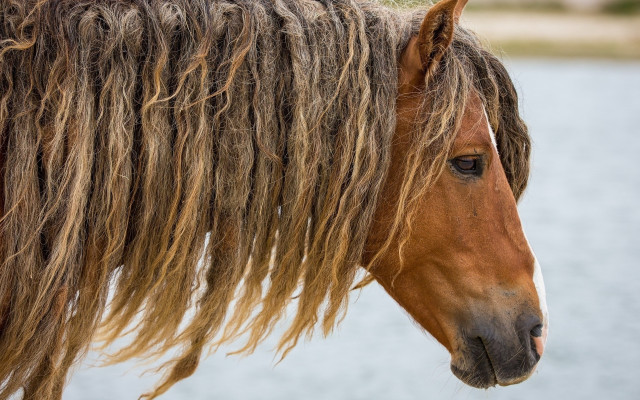 Horse water tree building tonalism free wallpaper for desktop - medium preview image