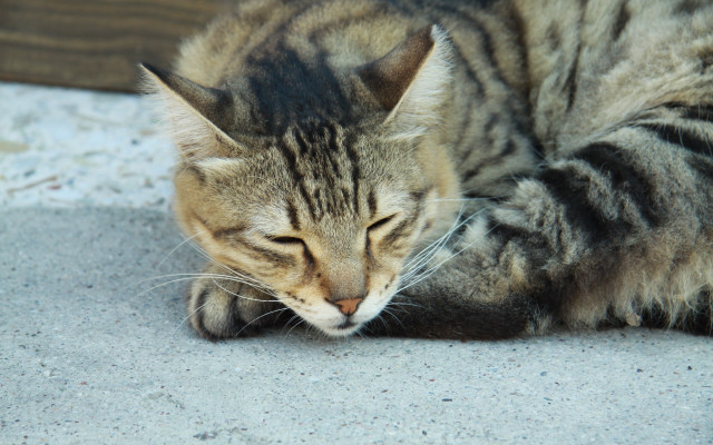 Cat sleeping paws blurry photorealistic free wallpaper for desktop - medium preview image