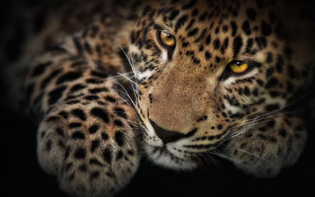 Leopard yellow eye black background free wallpaper for desktop - medium preview image