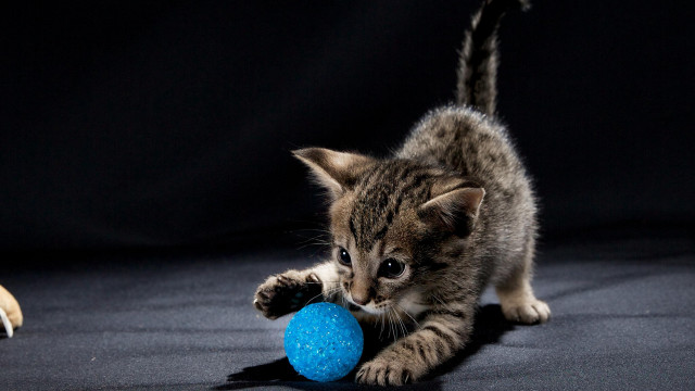 Kitten blueball dogshadow conceptualart planet free wallpaper for desktop - medium preview image