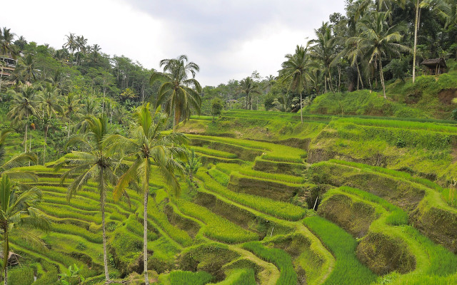 Lush green rice field palm free wallpaper for desktop - medium preview image