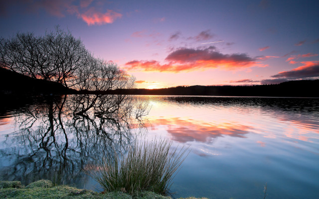 Tree water sunset pink clouds free wallpaper for desktop - medium preview image