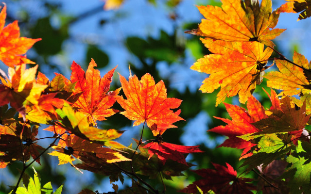 Autumn leaves blue sky nature free wallpaper for desktop - medium preview image