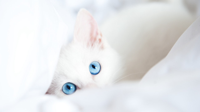 White cat blue eyes peeking #3 free wallpaper for desktop - medium preview image