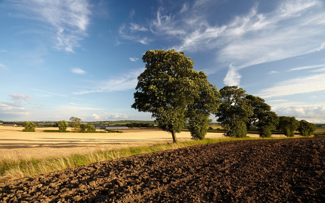 Field tree dirt road blue free wallpaper for desktop - medium preview image