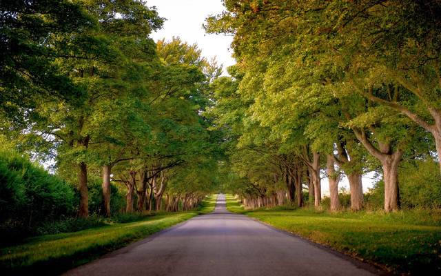Road forest trees grass nature free wallpaper for desktop - medium preview image
