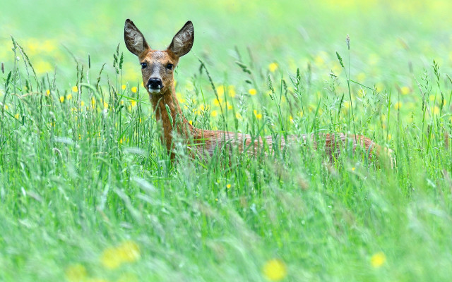 Deer curious in field with free wallpaper for desktop - medium preview image