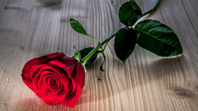 Red rose wooden table shadow free wallpaper for desktop - medium preview image