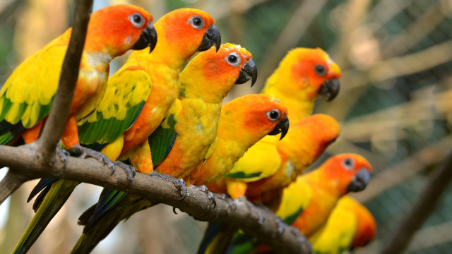 Colorful birds tree branch zoo free wallpaper for desktop - medium preview image