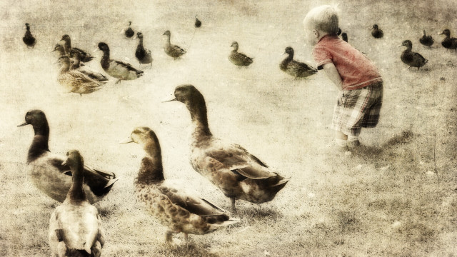 Child ducks grass boy beach free wallpaper for desktop - medium preview image