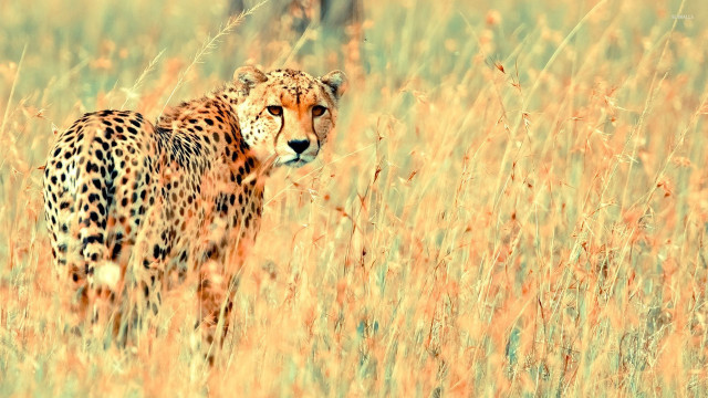 Cheetah tall grass looking camera #2 free wallpaper for desktop - medium preview image