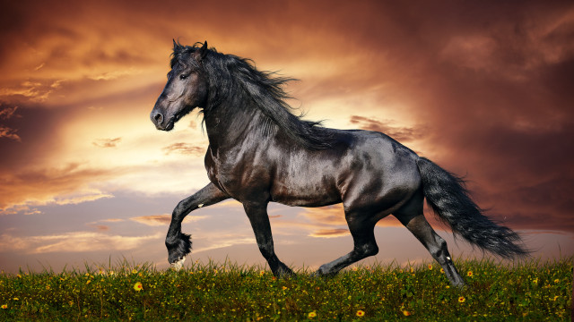 Horse field cloudy sunset yellow free wallpaper for desktop - medium preview image