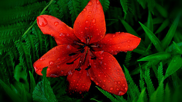 Red flower water droplets green #9 free wallpaper for desktop - medium preview image