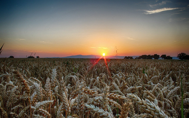 Wheat field sunset clouds bernd free wallpaper for desktop - medium preview image