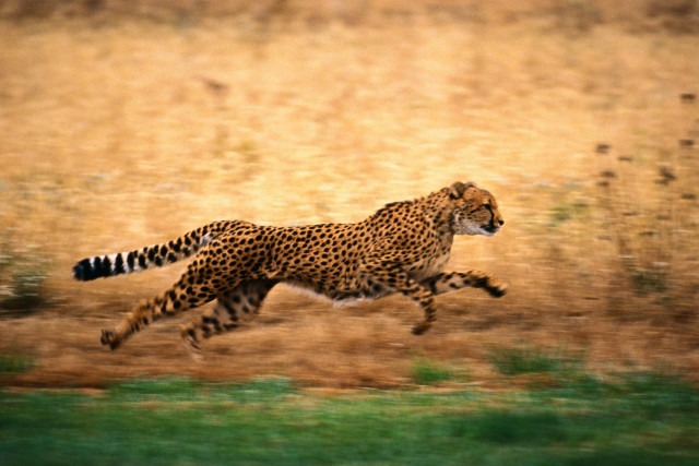Cheetah running field grass dirt free wallpaper for desktop - medium preview image