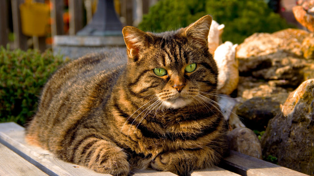 Cat garden bronze sculpture plant free wallpaper for desktop - medium preview image