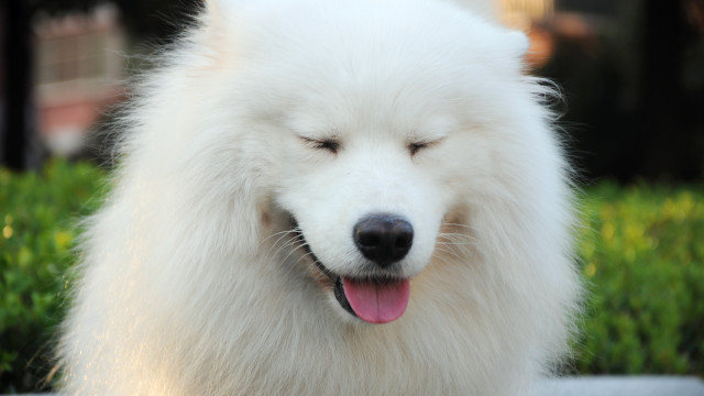 White dog closed eyes grass free wallpaper for desktop - medium preview image