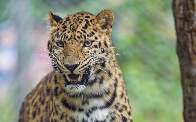Leopard tree mouth open teeth free wallpaper for desktop - medium preview image