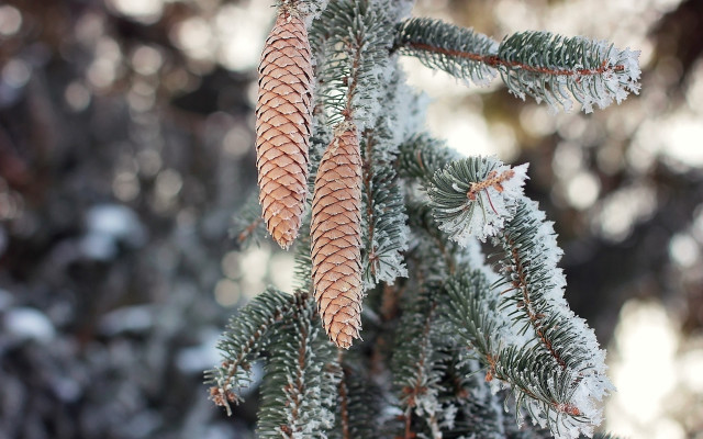 Pine snow branches bokeh naturalism free wallpaper for desktop - medium preview image