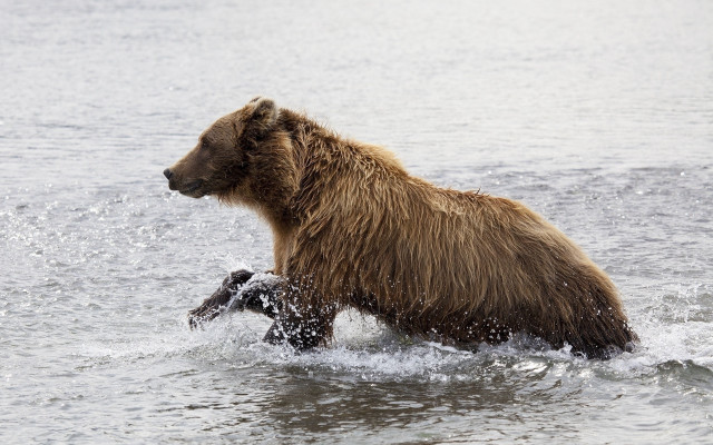 Brown bear wading fish water free wallpaper for desktop - medium preview image