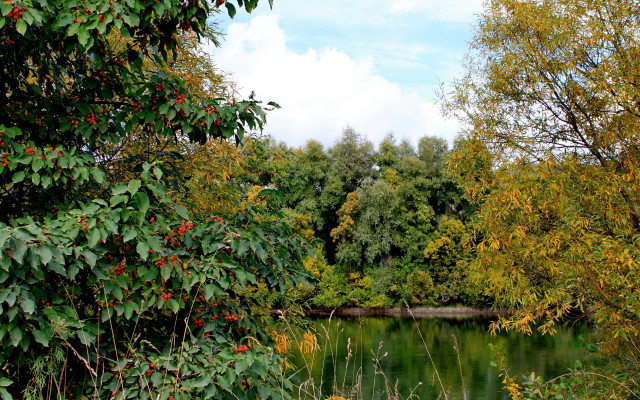 Autumn pond trees bushes clouds free wallpaper for desktop - medium preview image