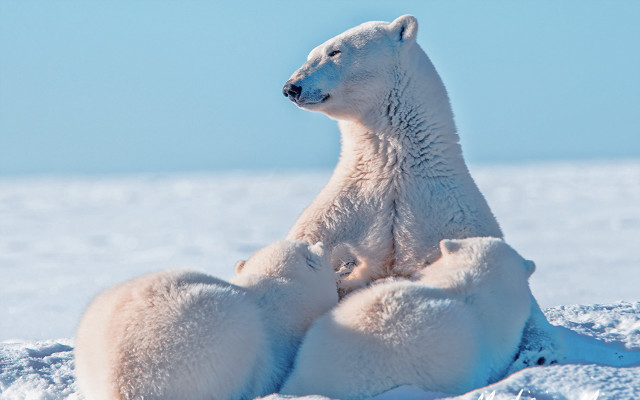 Polar bear snow horizon ocean free wallpaper for desktop - medium preview image